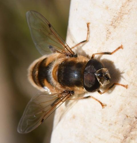 Réf. 276 795 : Eristalis pertinax
